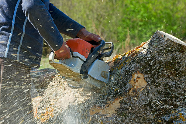 How Our Tree Care Process Works  in  Mattawan, MI